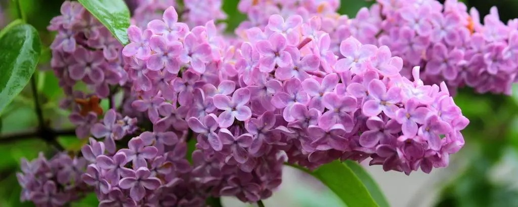 Clove (Ding Xiang)