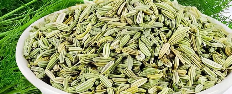 Fennel