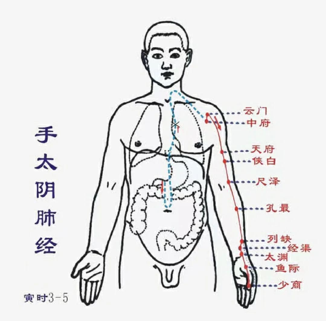 Lung Meridian of Hand-Taiyin (LU)
