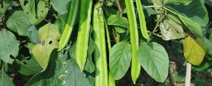 Sword Bean